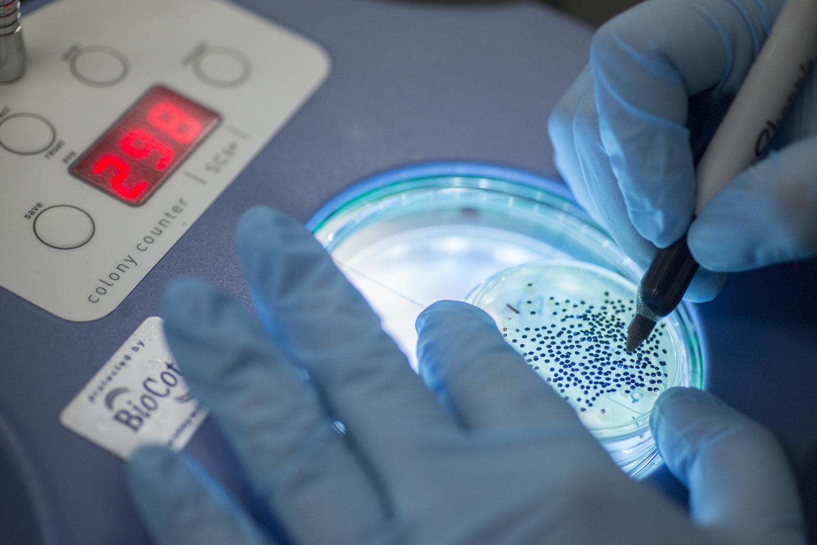 Biomedical Engineering Undergraduate Degree Students